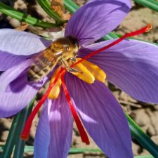 Ape che bottina in un fiore di zafferano