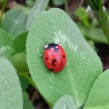 Coccinella